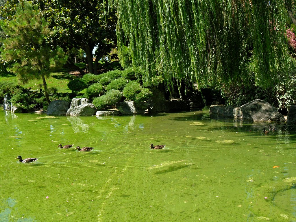 Ducks relaxing by Stephen Scarpaci