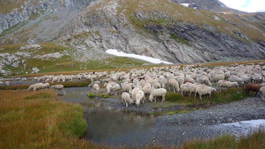 Moutons au lac Egorgéou by Riband Jean Claude