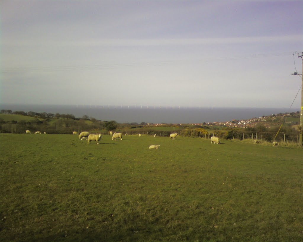 The sheep & windfarm! From Llanelian, Colwyn Bay. by colwynboy