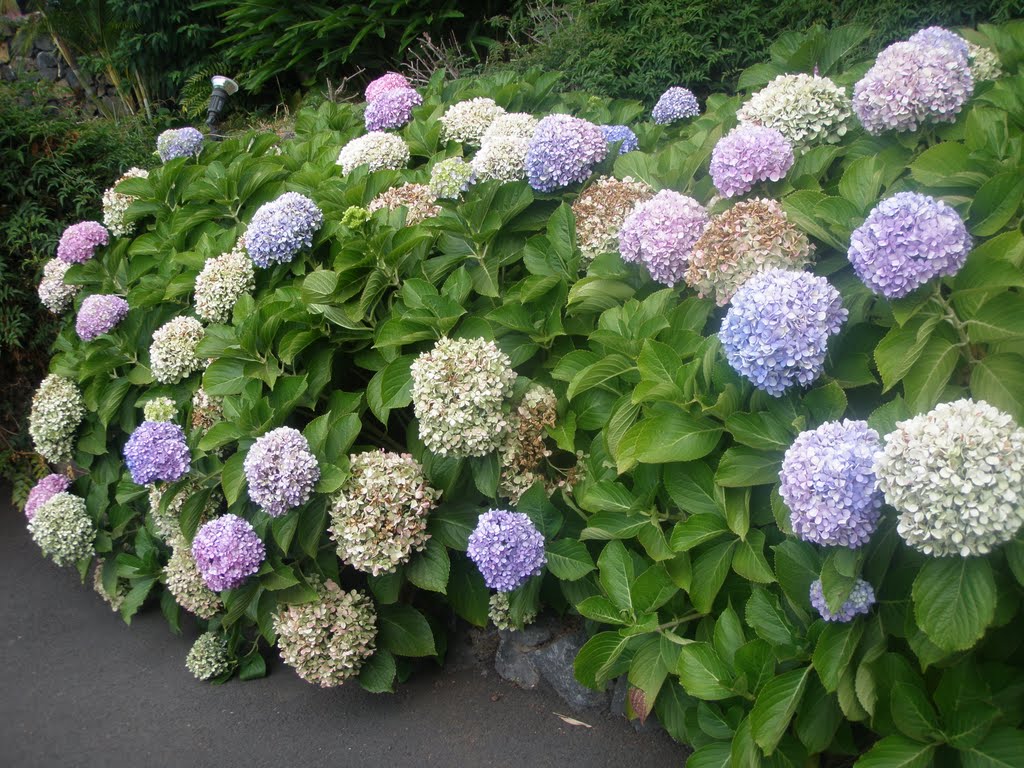 Flores en Puerto chico by blueandwhite