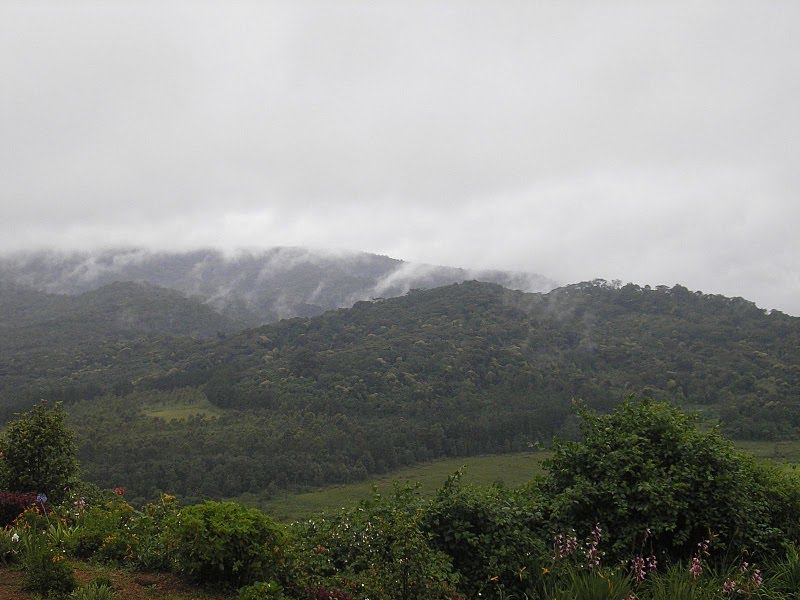 Kibira national reserve by irakoze