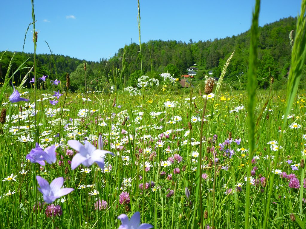 Blumenwiese in Veilbronn by Sponsel-Regus