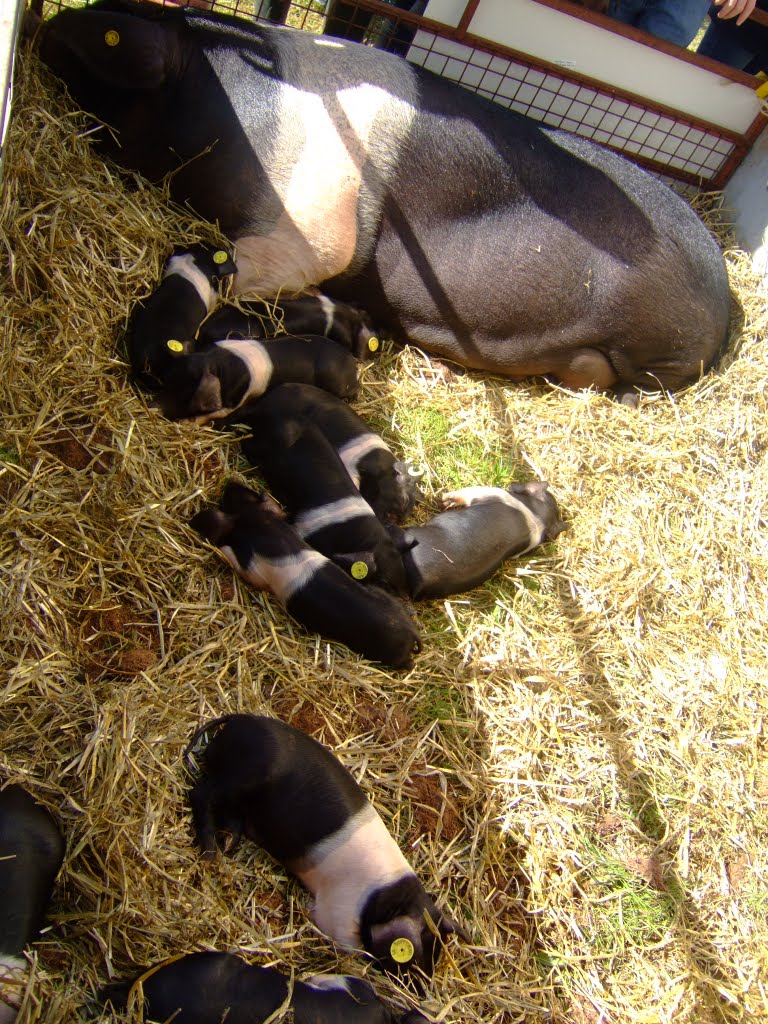 Usk Show litter of pigs by Ray Ok