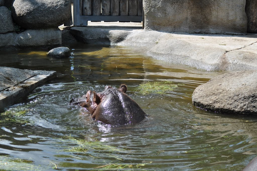 Flusspferd im Karlsruher Zoo von Siegfried Kremer by Siegfried Kremer Philippsburg