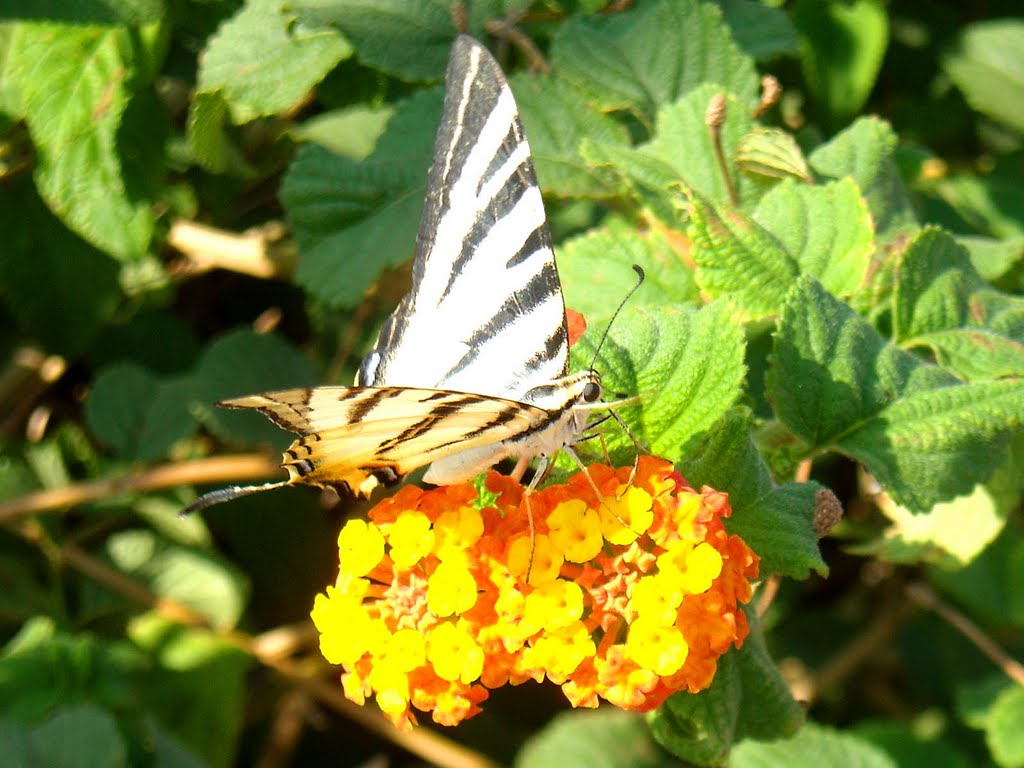 Πεταλούδα στην πρασιά του super market. Butterfly on a " Lantana camara " at the garden of supermarket by Vasilis Anastopoulos