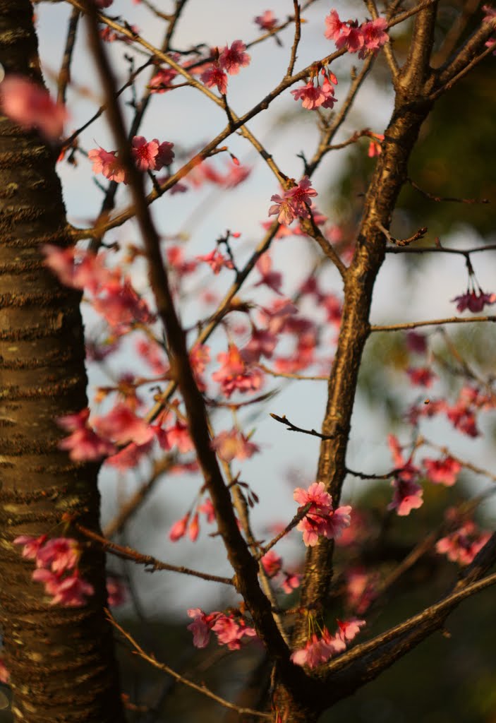 Cerejeira/ cherry tree by Henrique Granado