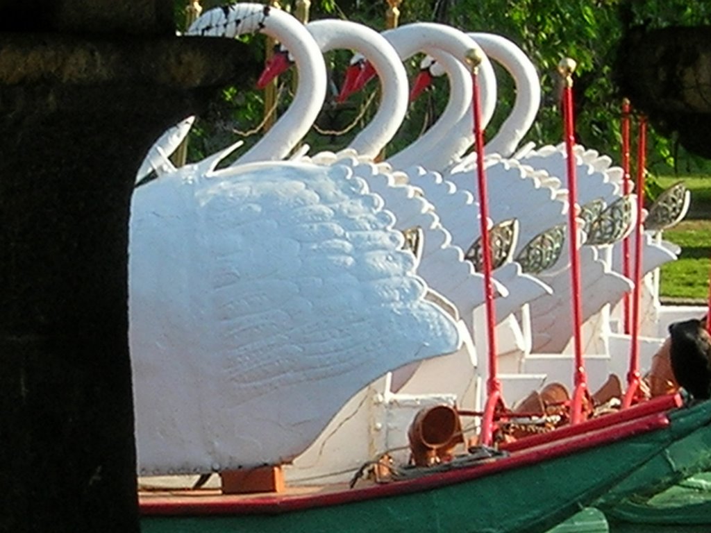 Swan Boats by Matt Quinn