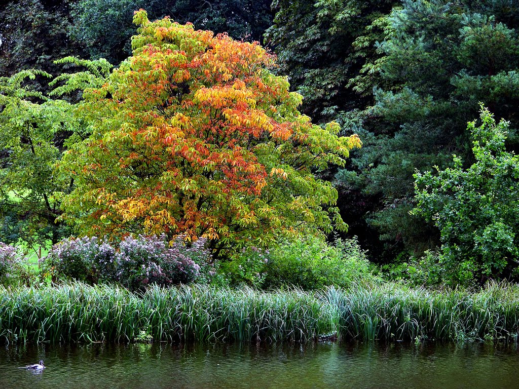 An early Autumn scene by DAVID ROBINS