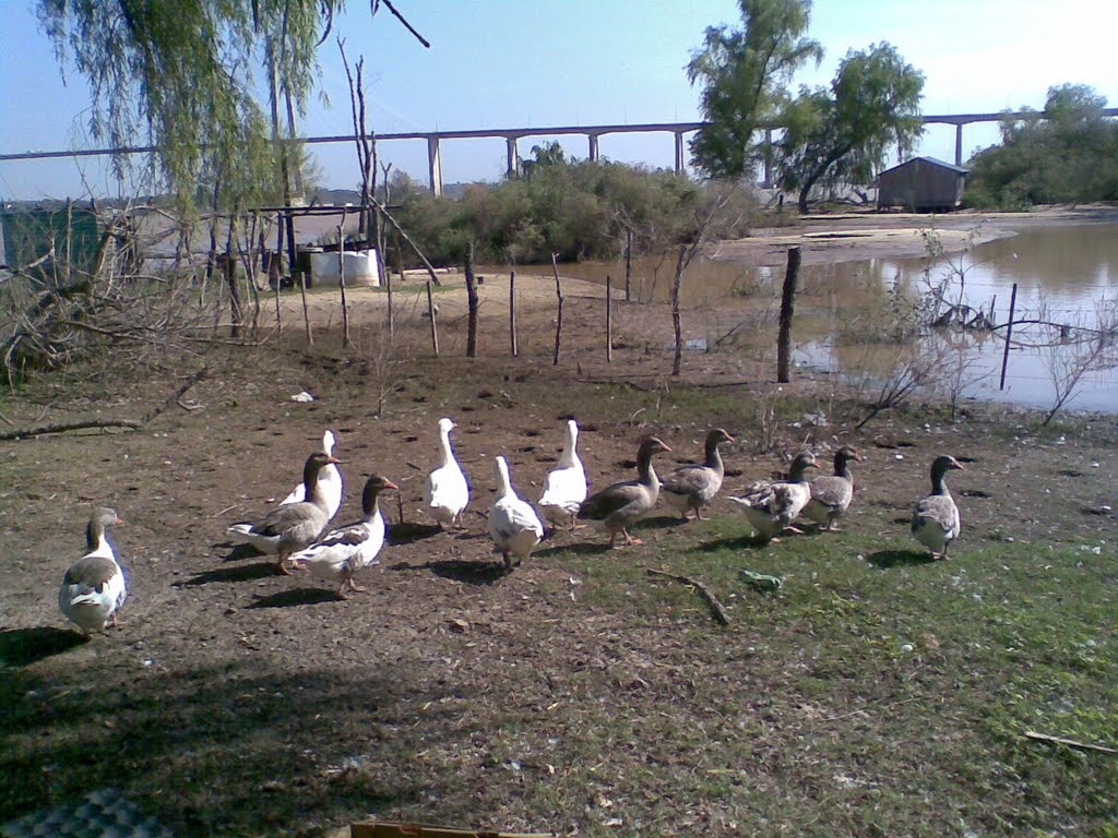 Patos en isla verde by lucho787