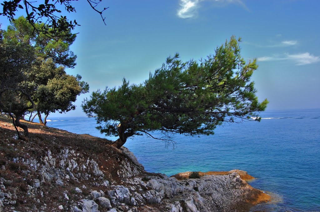 Pine near Zelena Laguna by Andrey  S