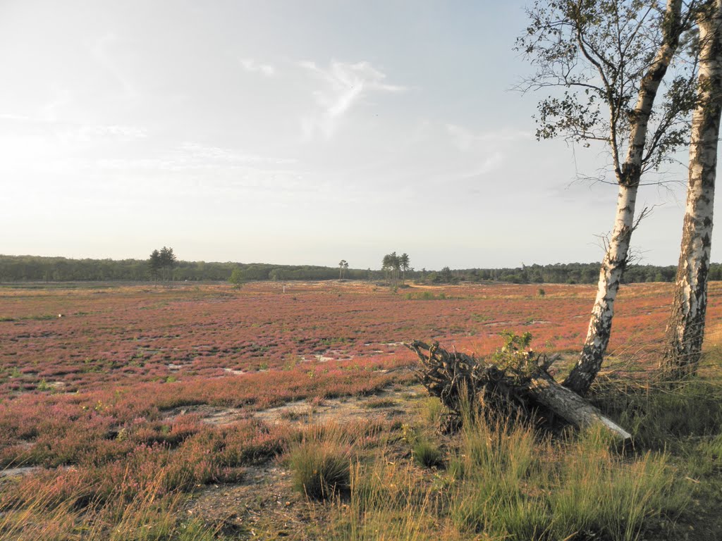 Nieuwe heide.... by Martin Klumper