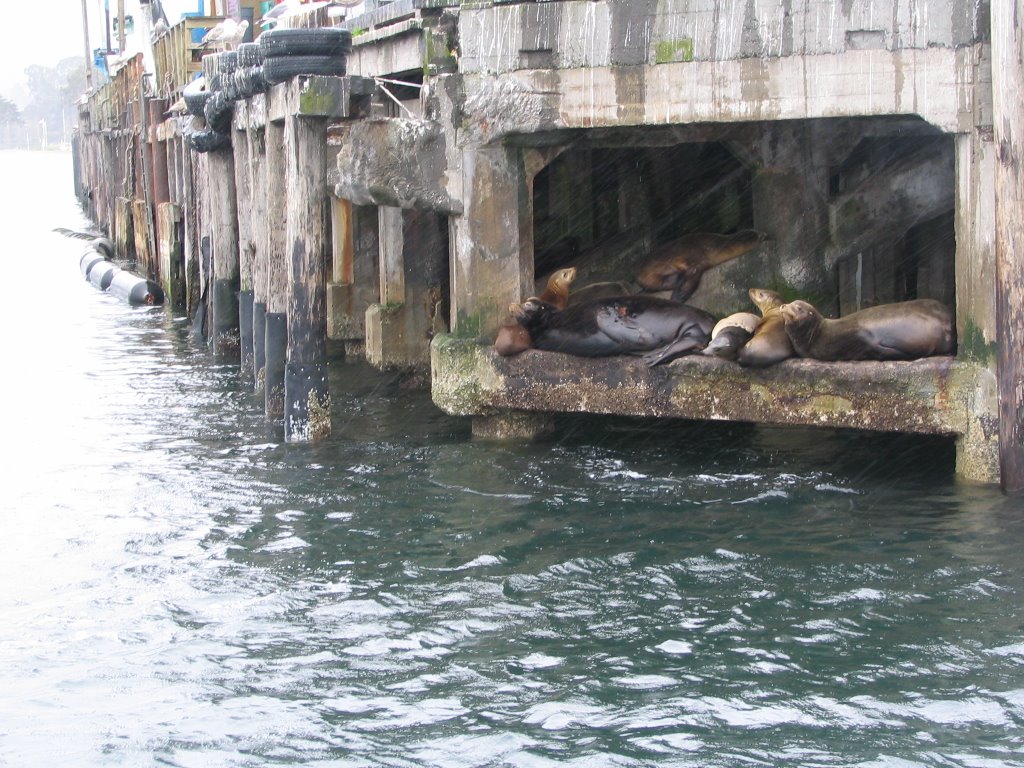 Monterey, California sea lions by Jonoas