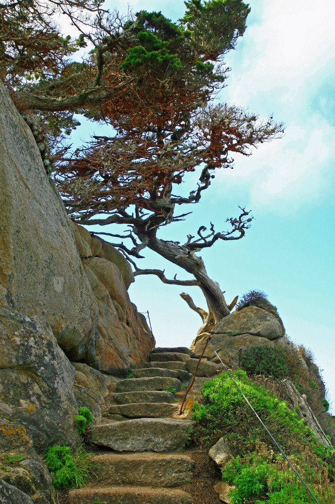 Tree at the top of the steps ...04.23.07*.©.rc by Richard Campbell