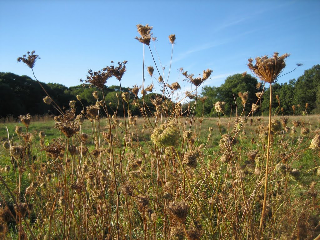 Queen Anne's Lace, Rock Meadow by wdurette