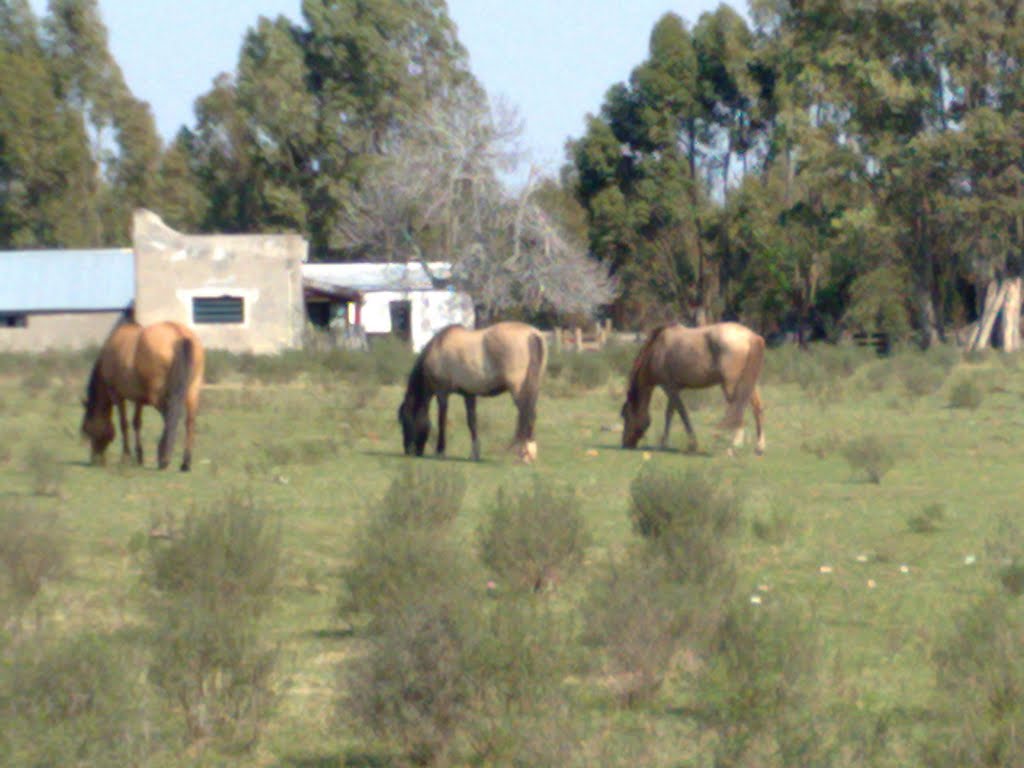 Caballos criolllos pastando. by quiquito28