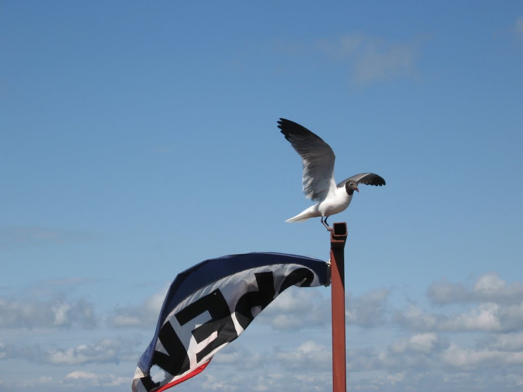 Seagull at Big Sam's by eyesys