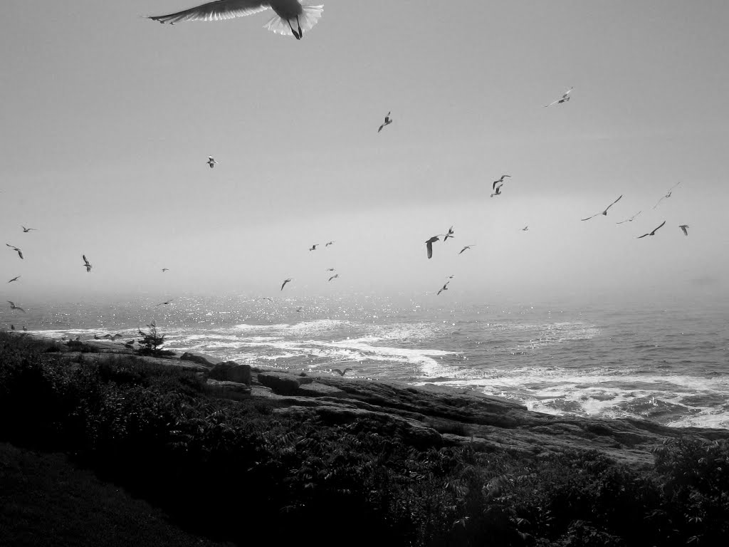 Wings, Pemaquid Point by eyesys