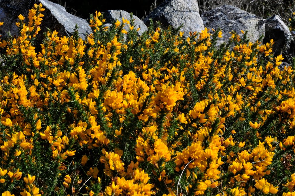 Fleurs d'Irlande by Mark Jone