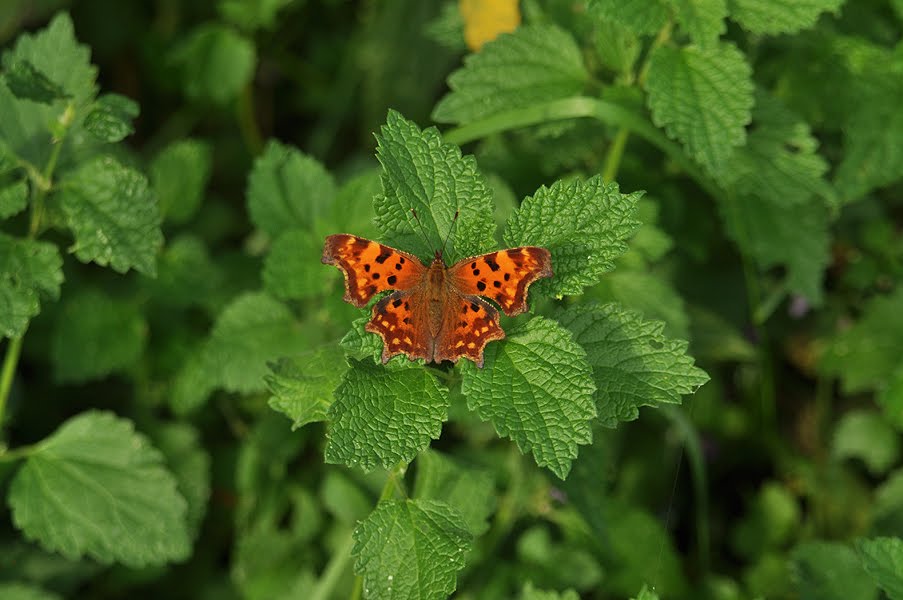 C-betűs lepke - Polygonia c-album by Tamás Guba