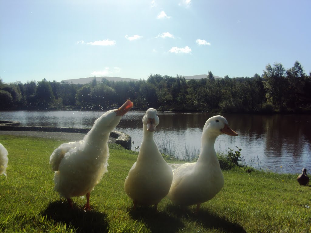 National disabled angling facility - Aughrim by Tony Byrne