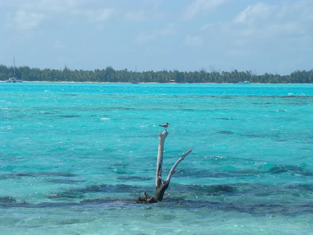 Mar azul turquesa em Bora Bora by Luiz Marcelo