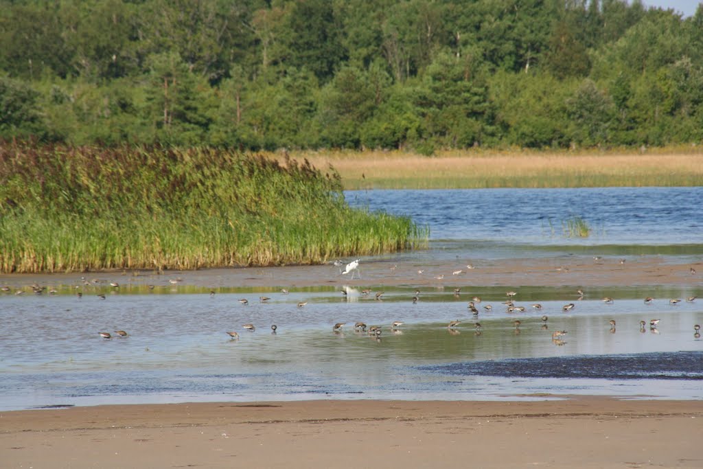 The wading birds by Maris Pukitis