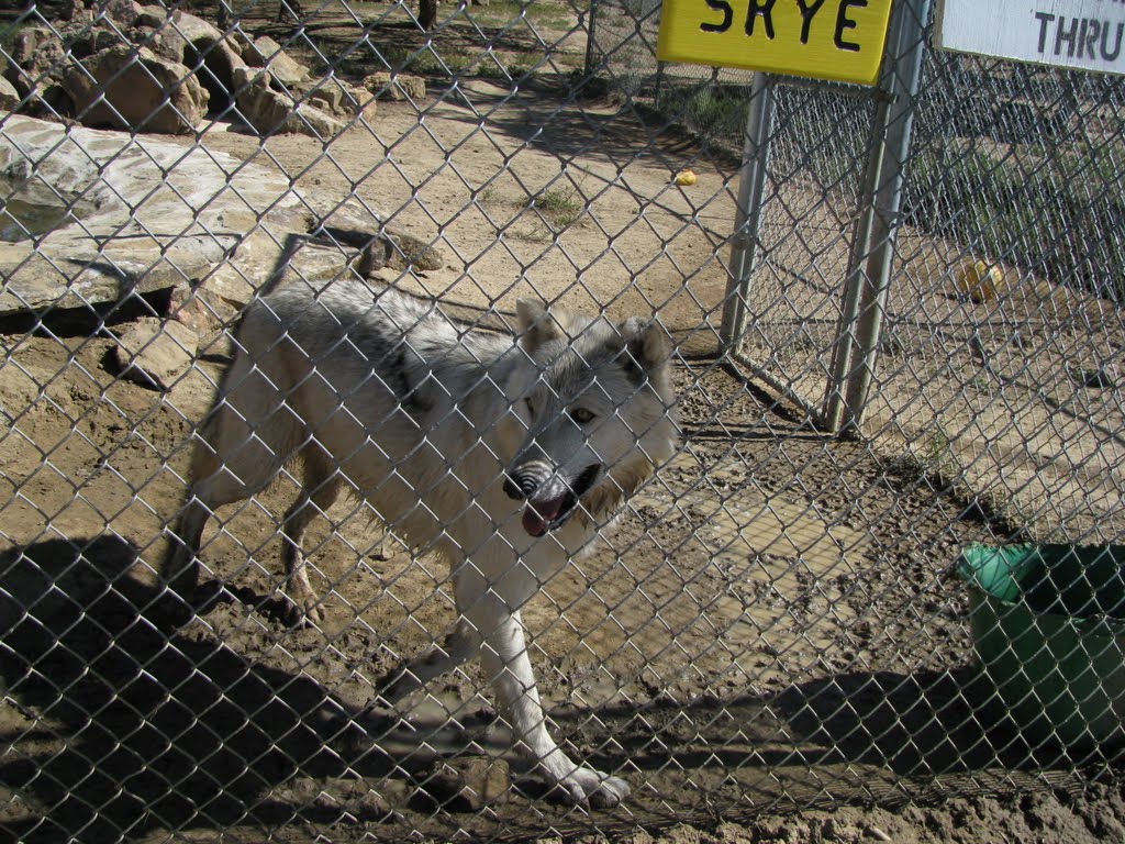 Timber wolf Brutus by AndyPandy