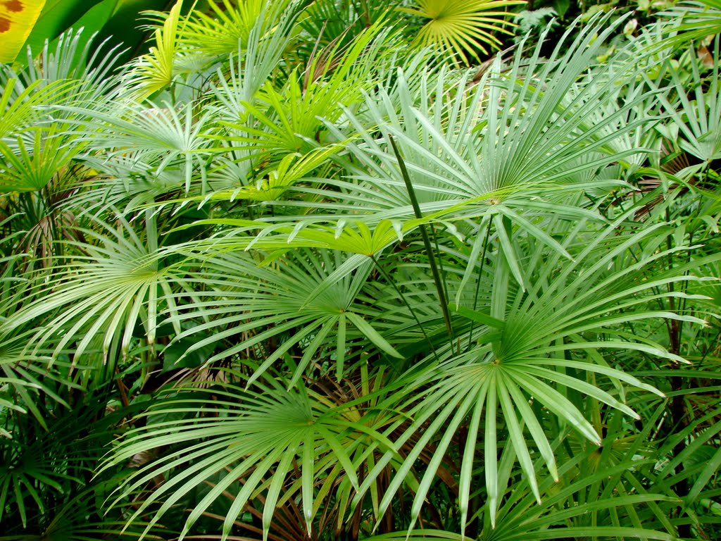 Hawai'i Tropical Botanical Garden by motorcyclegurl