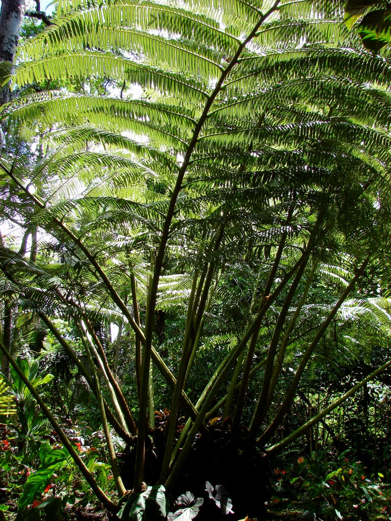 Hawai'i Tropical Botanical Garden - Tree Ferns by motorcyclegurl