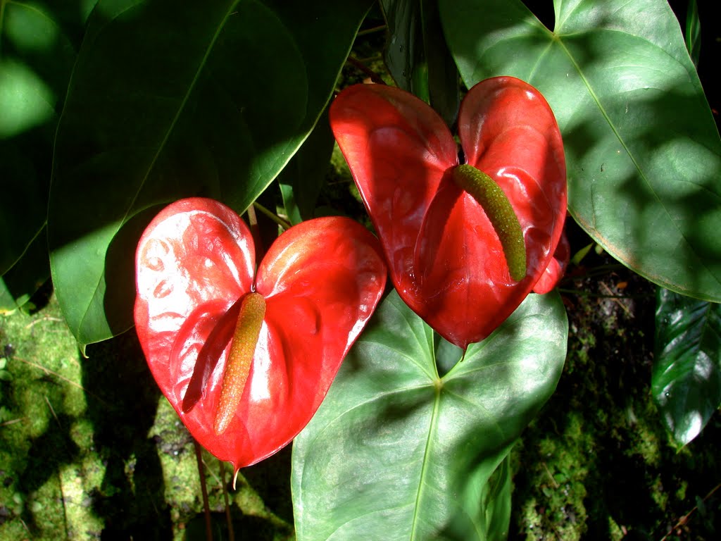 Hawai'i Tropical Botanical Garden by motorcyclegurl