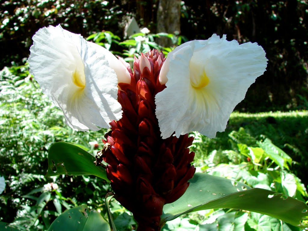 Hawai'i Tropical Botanical Garden by motorcyclegurl