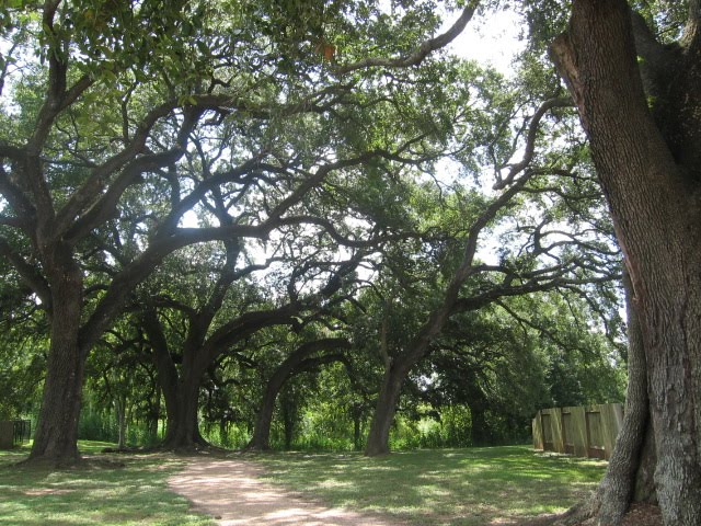 Big oaks in Orchard Lake Estates park by the editor