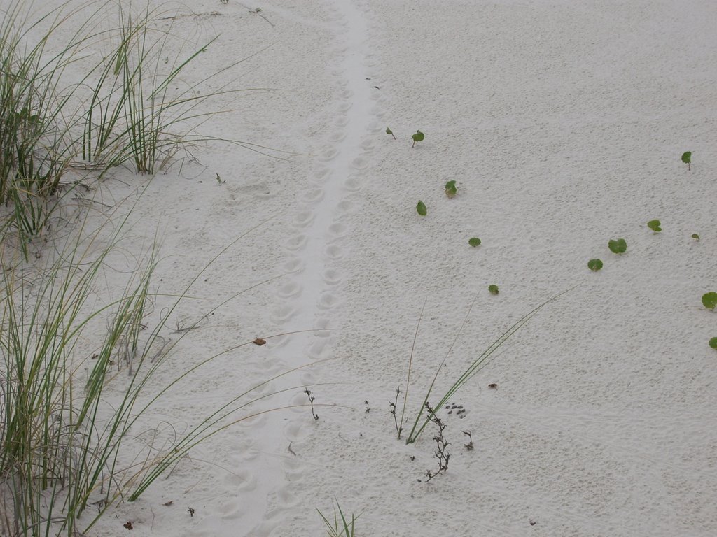 Turtle tracks on the beach by saguaro