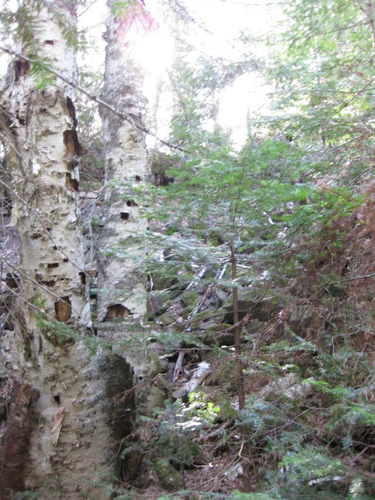 Trees and Foundations at Cliff Mine by FearTheNoFear