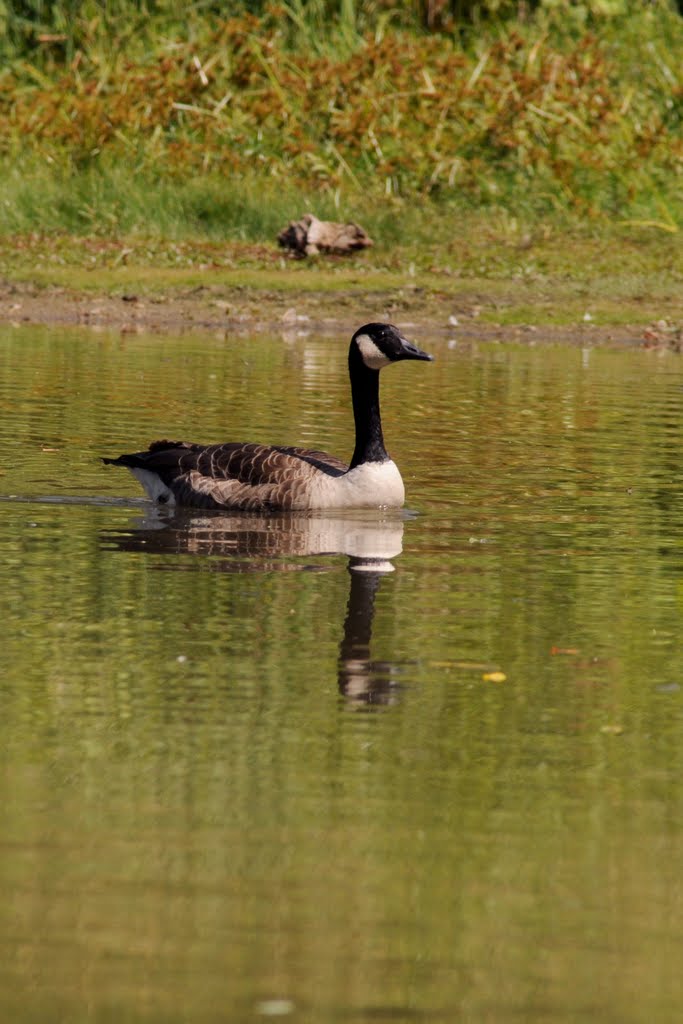 Goose (Baldwin Lake) by J.H.Schaffer