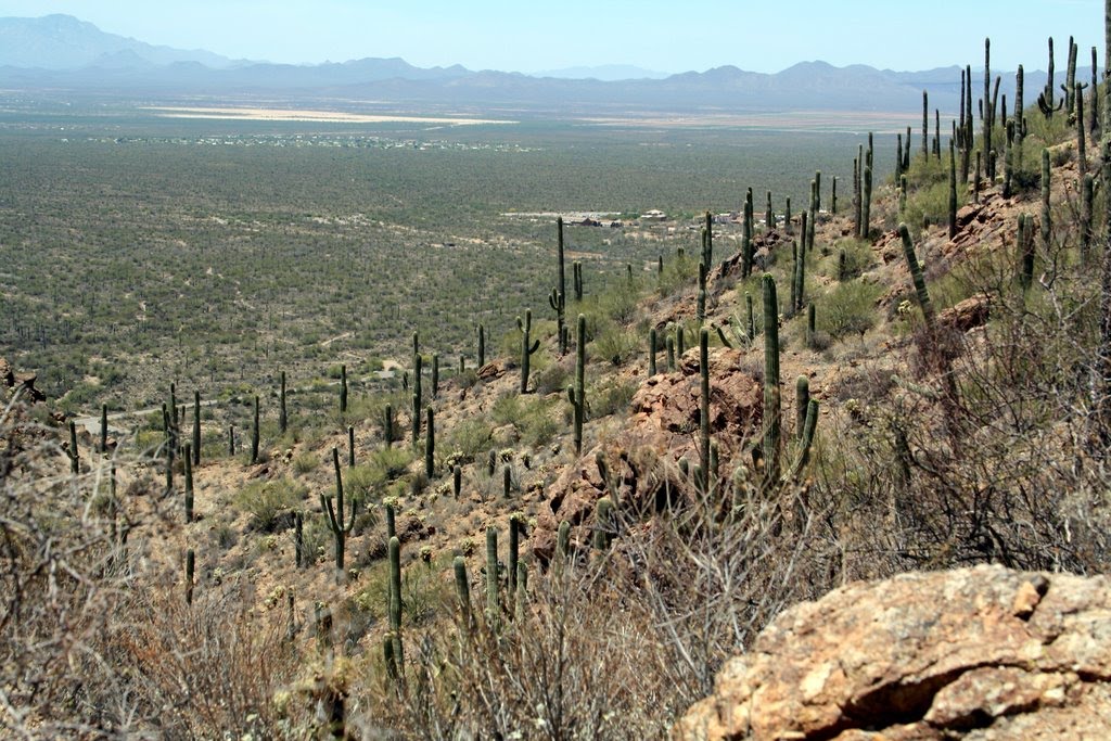 Saguaro Cacti by Frank Taylor