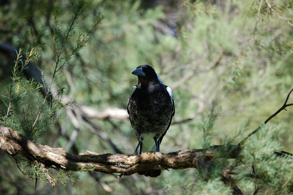 Magpie by walhir