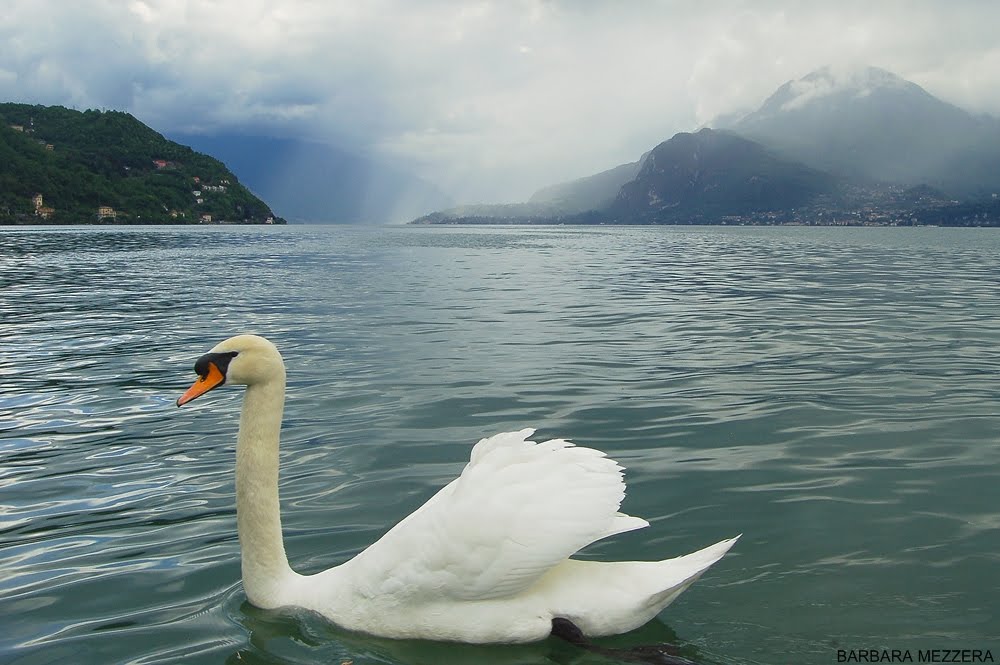 Bellano, lago alto e cigno (inizio estate) by Barbara-LAKE-