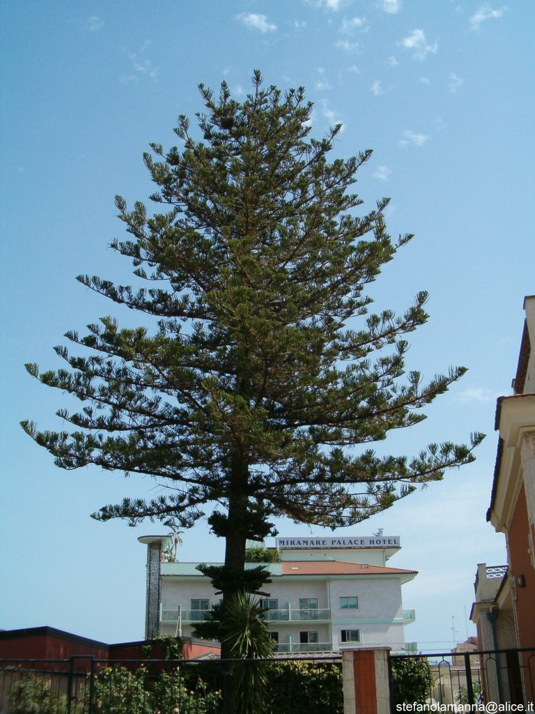 Trebisacce , abete in marina by Stefano La Manna