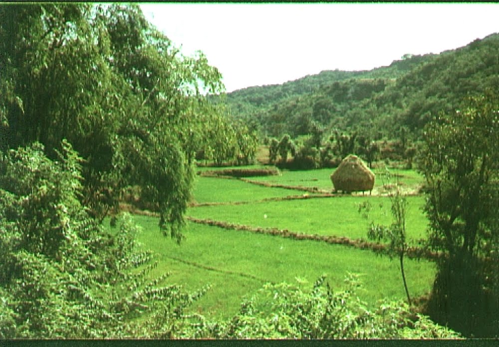 जावळीतील शेती. Farming in Jawali by Mahesh Kulkarni (UPS…