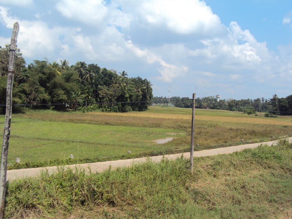 Train way to kandy by omar abufarha