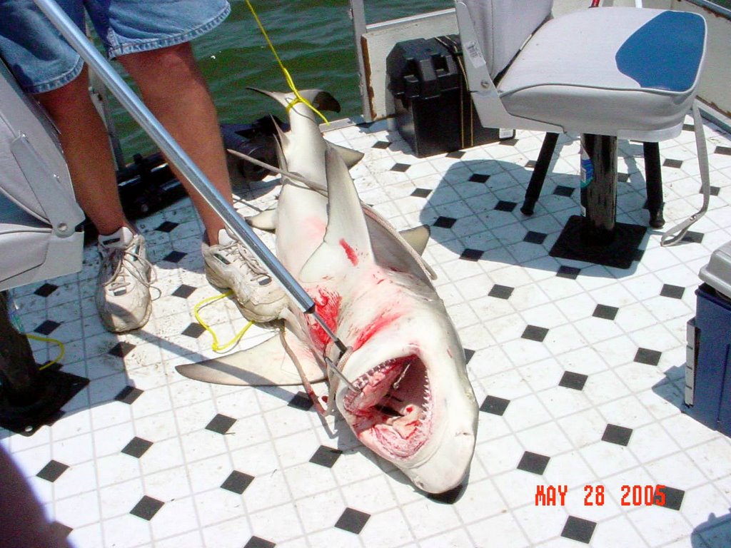 6 FOOT SHARK WE CAUGHT AT 10,000 ISLANDS AREA by cjtill