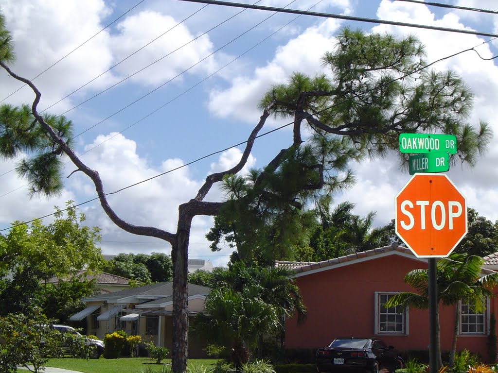 Lindo pino en Oakwood Dr. y Miller Dr. Miami Springs, FL. by JOSE GARCIA CABEZAS