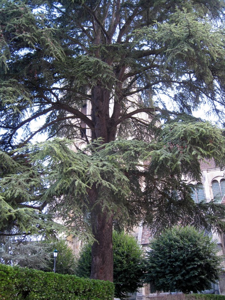 Noyon - Grande cedro a fianco della Cattedrale by edelweiss50