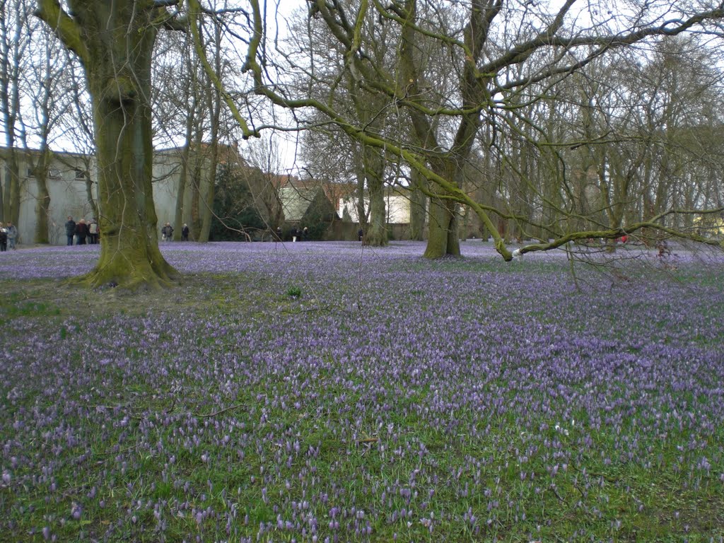 Husum, Krokusblüte im Schlosspark 21.3.09 by Jan Meyer