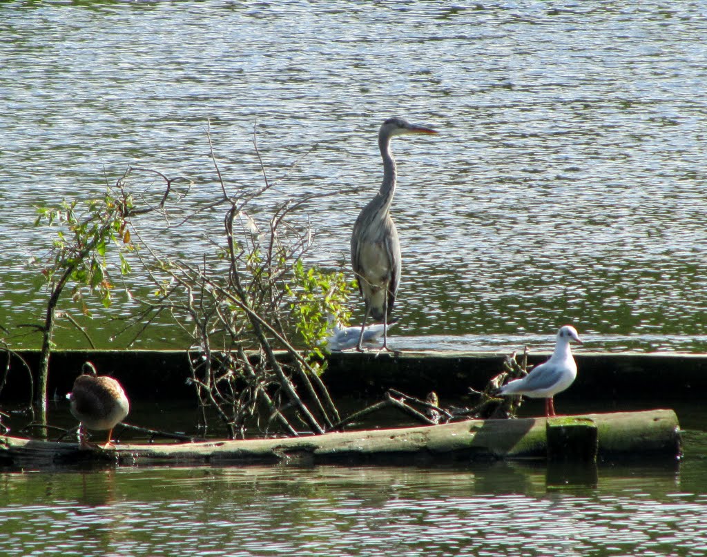 Heron on Reddish Vale Ponds by © Phil Rowbotham