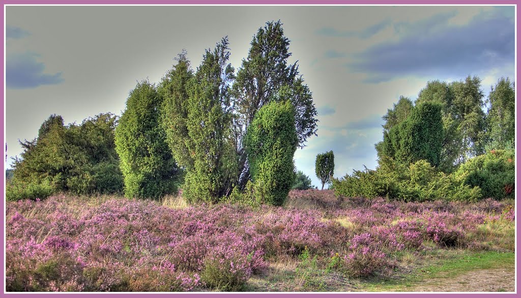 Lüneburger Heide; Wanderweg Oberhaverbeck—Wilseder Berg; 11.09.2010 by fuchsensteiner