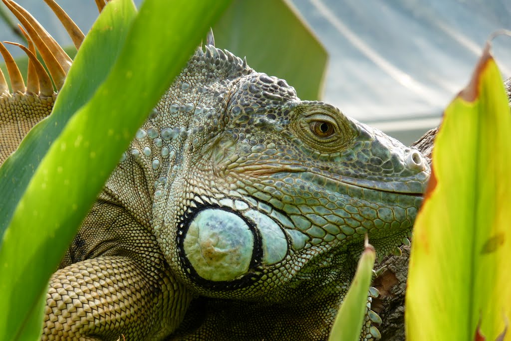 Ein Leguan im Münchener Zoo by Gerrit Arnold