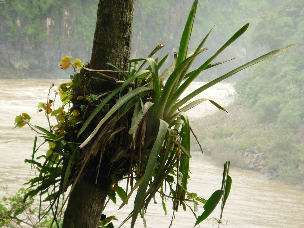 Orquídeas silvestres , atrás Río Iguazú ,Cataratas..... by elsie5718