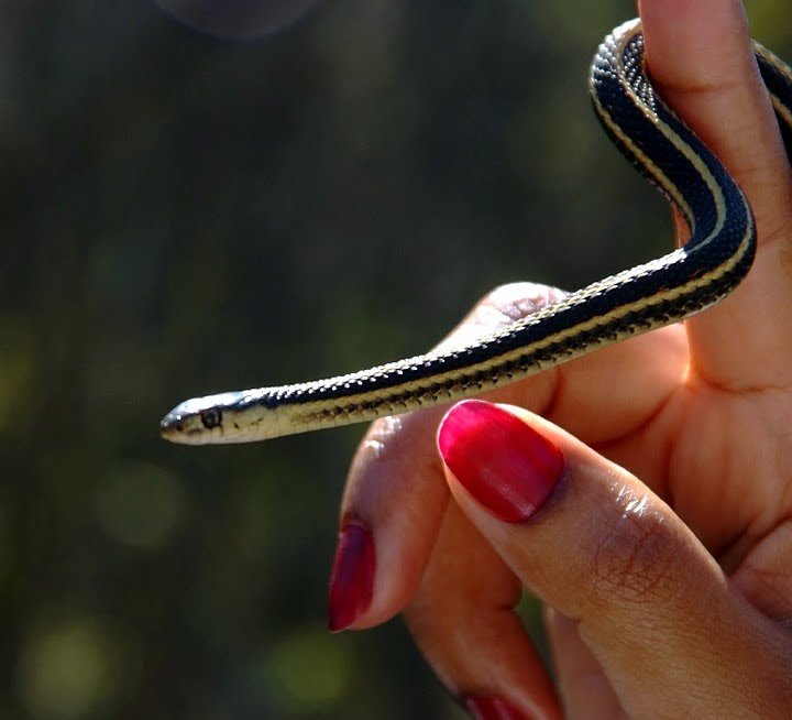 Garter Snake in Narcisse, Manitoba by R. Halim